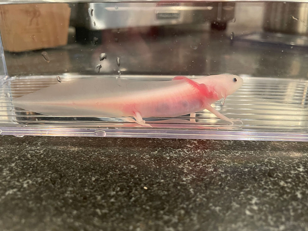 Thumbnail: "Private Eyes" Leucistic Melanoid Axolotl