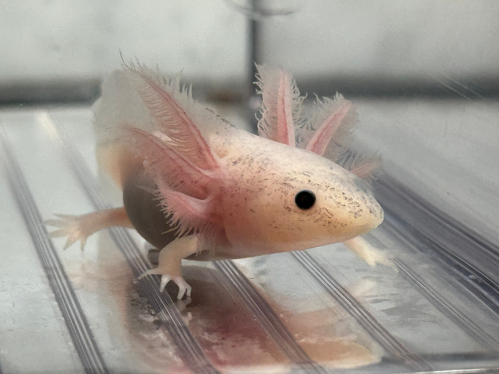 Thumbnail: "Arlington" Dirty Leucistic Melanoid Axolotl (Unsexed)
