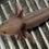 Thumbnail: "Super Wowww!!!!" Hypomelanistic Melanoid Axolotl (Unsexed)