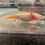 Thumbnail: "Voices Carry" Super GFP Leucistic Melanoid Axolotl