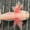 Thumbnail: "Shawmut" Leucistic Melanoid Axolotl (Unsexed)