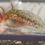 Thumbnail: "Perk Up" Hypomelanistic Axolotl (Unsexed)