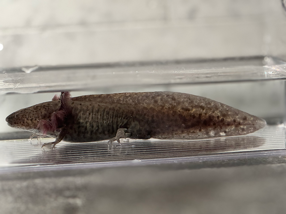 Thumbnail: "Evercrisp" RFP Wildtype Axolotl (Visually Confirmed Male)