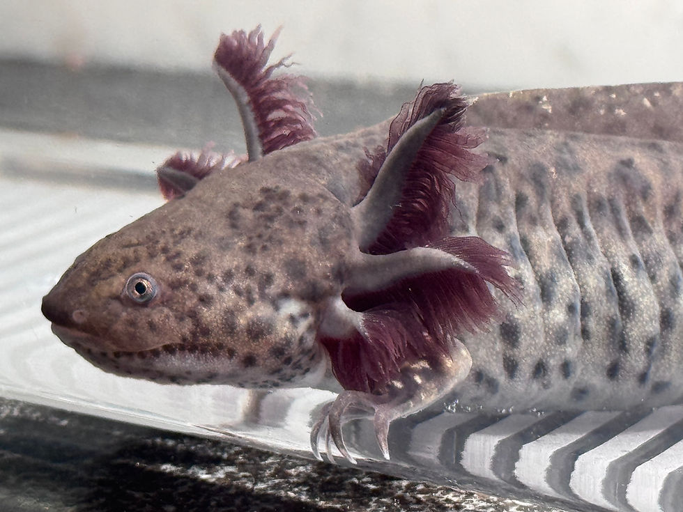 Thumbnail: "Glitz Grove" Wildtype Axolotl (DNA Confirmed Female)