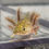 Thumbnail: "Perk Up" Hypomelanistic Axolotl (Unsexed)