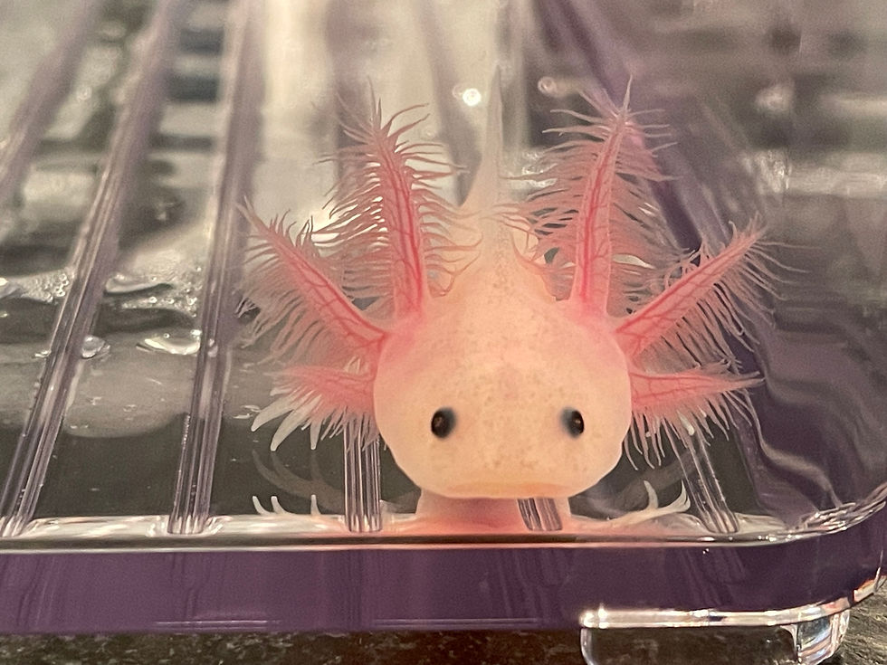 "Burning Down the House" GFP Leucistic Melanoid