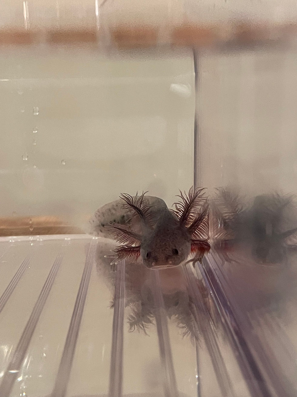 "Method" Melanoid Axolotl