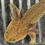 Thumbnail: "Sunflower Silk"  Hypomelanistic Axolotl (DNA Confirmed Female)