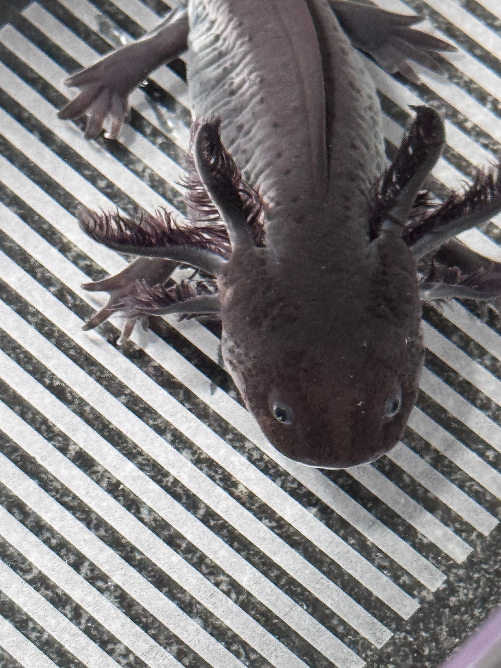 Thumbnail: "Hair Beast" Axanthic Melanoid Axolotl (Visually Confirmed Male)