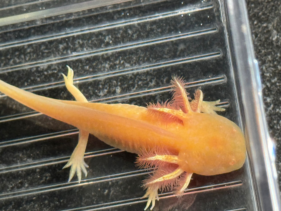 Thumbnail: "Goldilocks Lather" RFP Golden Albino (DNA Confirmed Male)