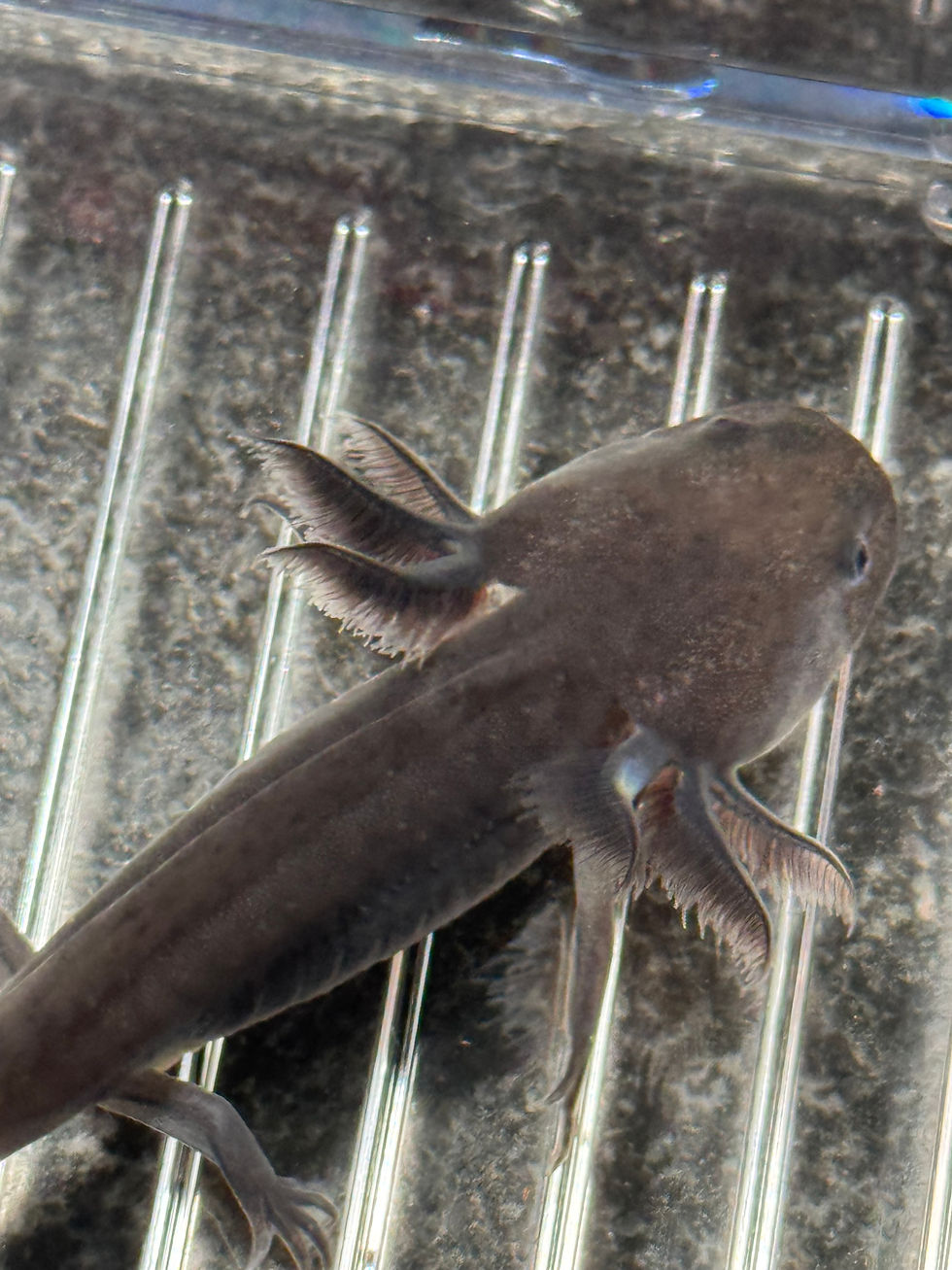 Thumbnail: "Smooth Locks" Dark Melanoid Axolotl (Unsexed)