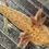 Thumbnail: "Squeeze Shampoo"RFP Copper Axolotl (DNA Confirmed Female)