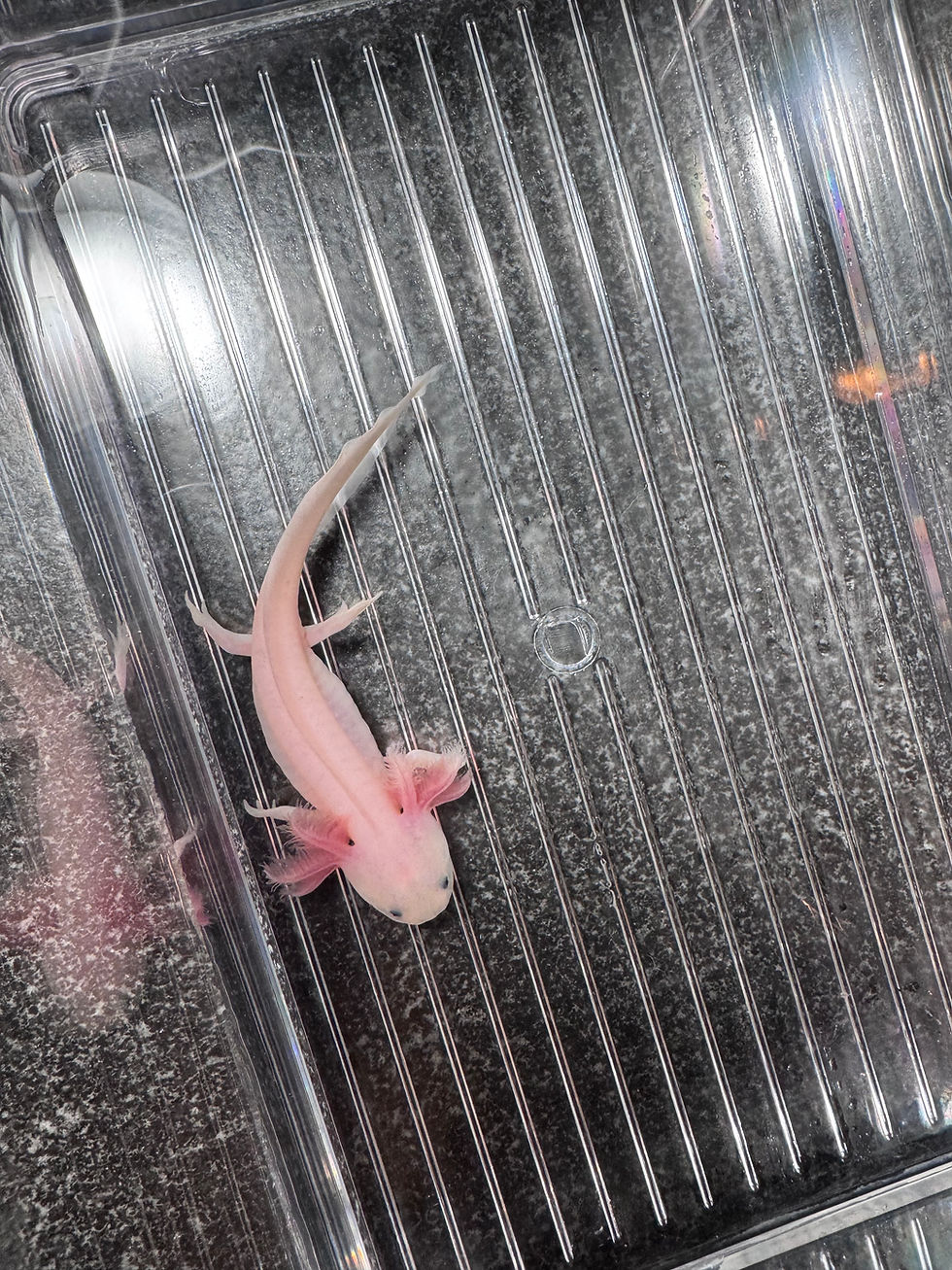 Thumbnail: "Wollaston" Leucistic Axolotl (DNA Confirmed Male)