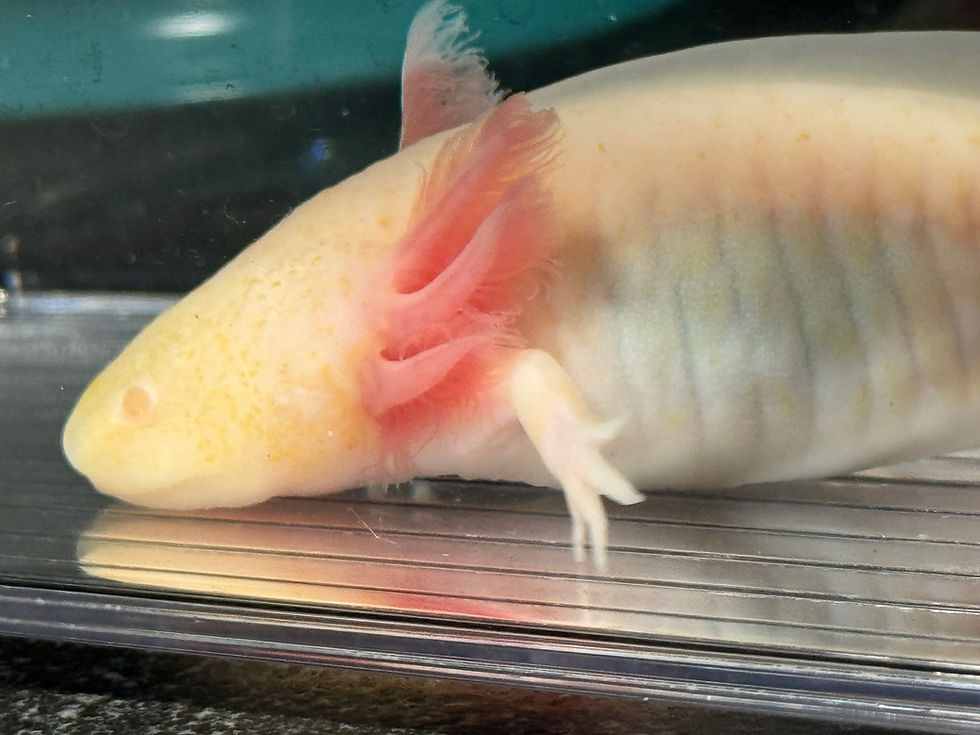 Thumbnail: "Puffa Puffa Rice" Adult Hypomelanistic Melanoid Albino Axolotl (Confirmed Male)