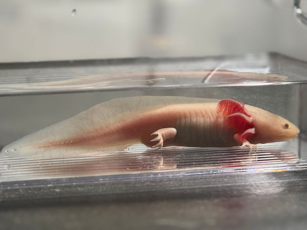 Thumbnail: "Tiger Paw" Hypomelanistic Copper Melanoid Axolotl (Confirmed Male)