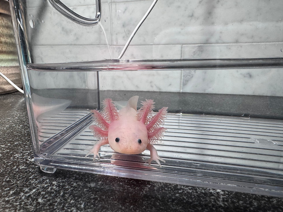 Thumbnail: "Broadway" Leucistic Melanoid Axolotl (DNA Confirmed Male)