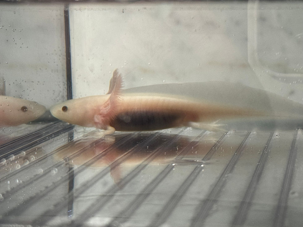 Thumbnail: "Oscar Myer" Hyomelanistic Axolotl (DNA Confirmed Female)
