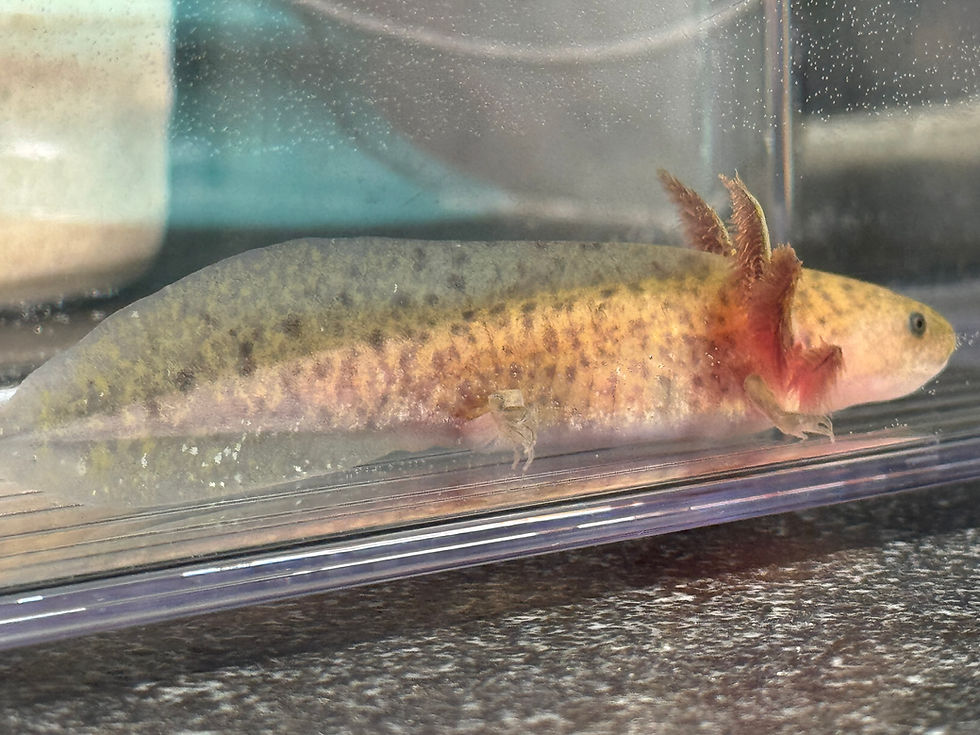 Thumbnail: "Squeeze Shampoo"RFP Copper Axolotl (DNA Confirmed Female)