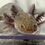 Thumbnail: "Seaweed Scrub" RFP Wildtype Axolotl (Unsexed)