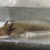 Thumbnail: "Lemon Lime Zest"Wildtype Axolotl (Unsexed)