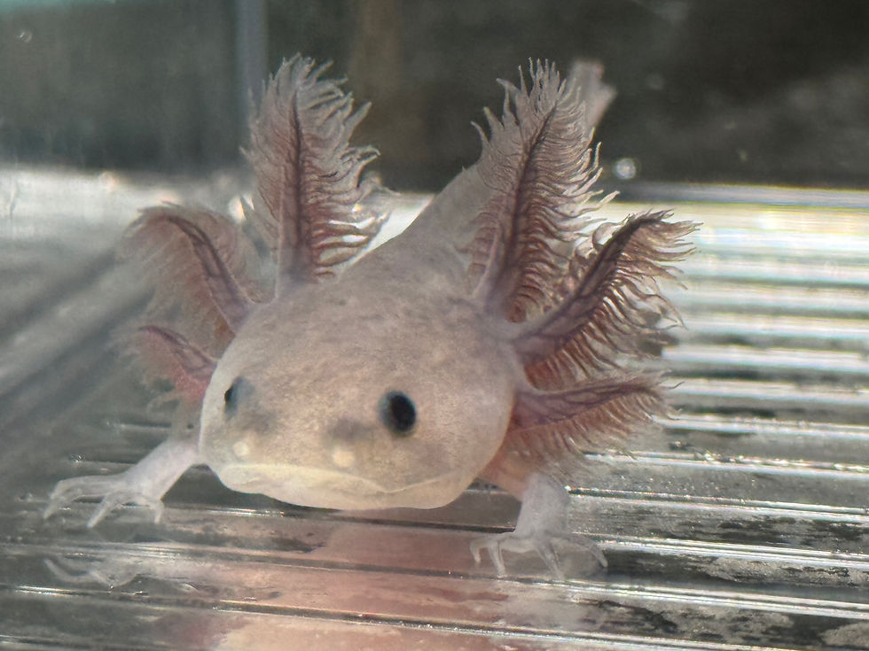 Thumbnail: "Curl Up" Hypomelanistic Melanoid Axolotl (Unsexed)