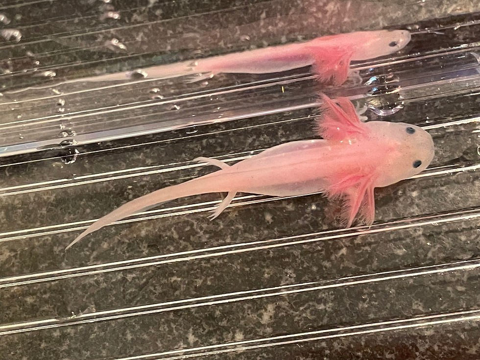 Thumbnail: "Rosanna" Leucistic Axolotl