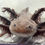 Thumbnail: "Quisp" Hypomelanistic Melanoid (Probable Female)