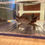 Thumbnail: "Q-tip" Wildtype Axolotl (Presumed Female)