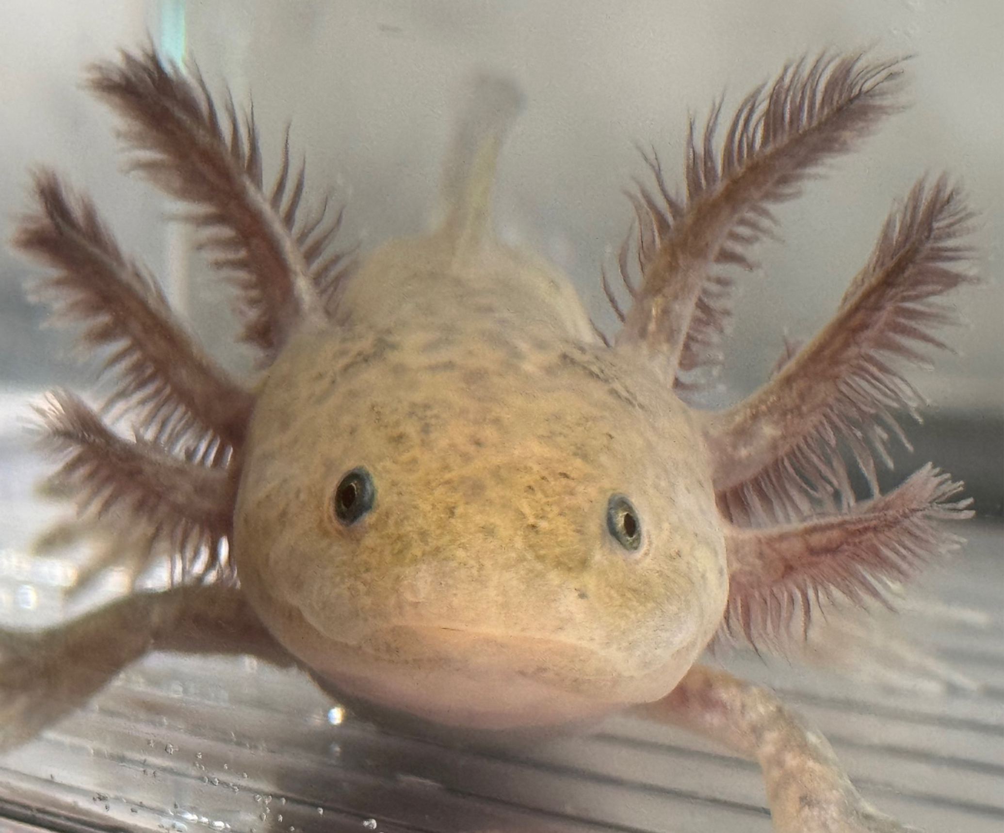 "Jimmy Dean" Hypomelanistic Axolotl (DNA Confirmed Male)