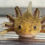 Thumbnail: "Sunflower Silk"  Hypomelanistic Axolotl (DNA Confirmed Female)