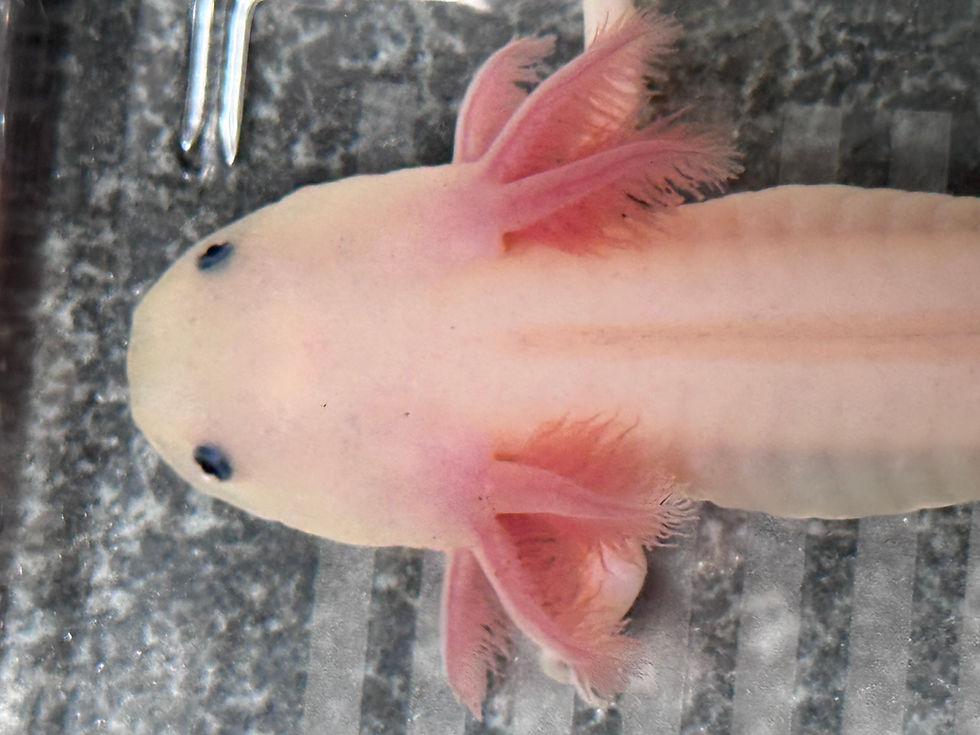 Thumbnail: "Prudential" Leucistic Melanoid (Unsexed)