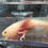 Thumbnail: "Wheatie" Light Hypomelanistic Melanoid Axolotl