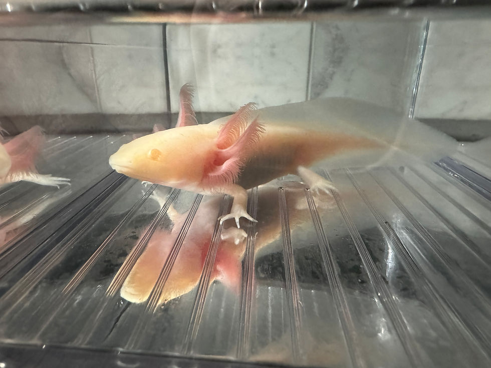 Thumbnail: "Tootie Fruity" Hypomelanistic Albino Melanoid Axolotl (Confirmed Male)