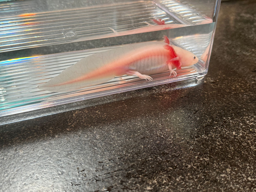 Thumbnail: "Oh Sherrie" RFP Leucistic Axolotl