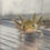 Thumbnail: "Own It" Wildtype Axolotl (DNA Confirmed Male)