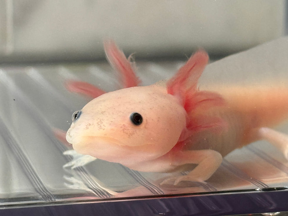 Thumbnail: "Let's Be Friends" Leucistic Axolotl