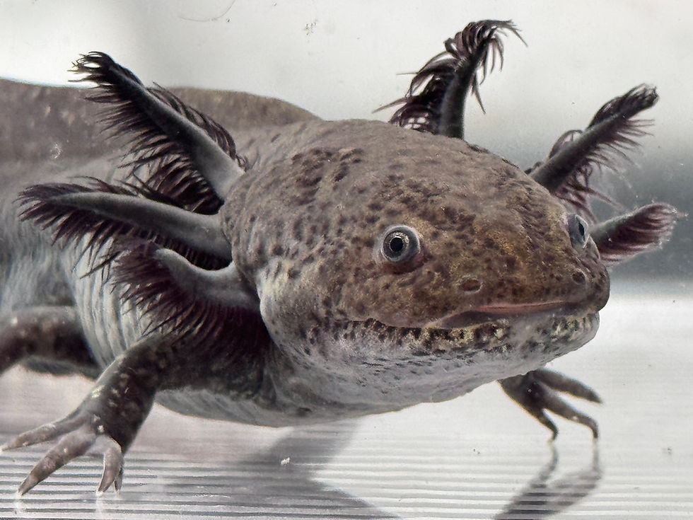 Thumbnail: "Own It" Wildtype Axolotl (DNA and Visually Confirmed Male)