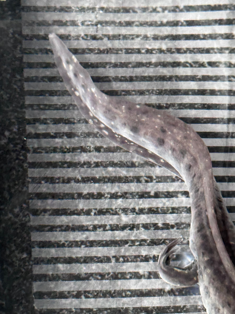 Thumbnail: "Aquasilk Delights" Wildtype Axolotl (Visually Confirmed Male)