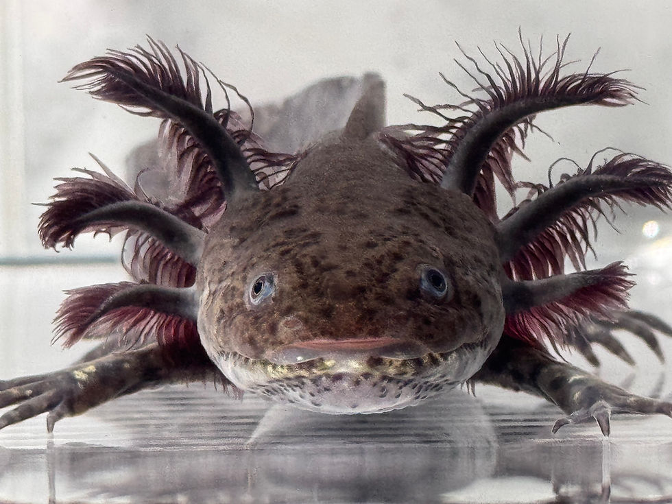 Thumbnail: "Hair Hotties" RFP Wildtype Axolotl (Visually Confirmed Male)