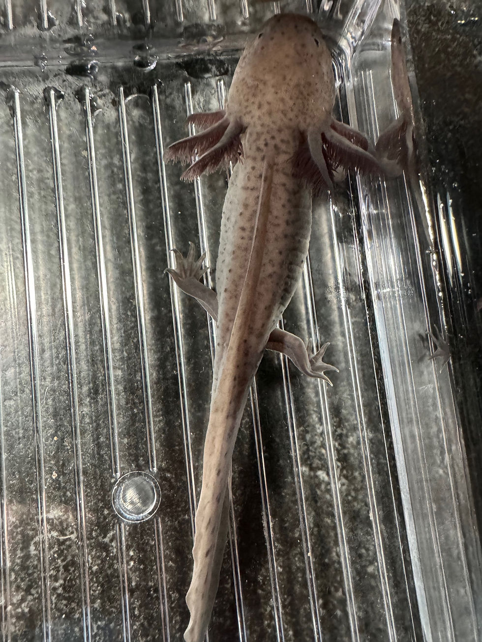 Thumbnail: "Magic Puff" Dark Hypomelanistic Melanoid Axolotl (Confirmed Male)