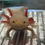 Thumbnail: "Alpha-Bit" Super Hypomelanistic Copper Melanoid Axolotl (Confirmed Male)