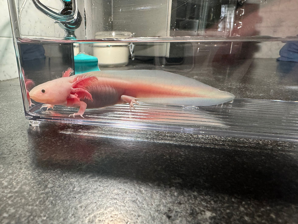 Thumbnail: "I Want Candy" Leucistic Axolotl (Confirmed Male)