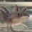 Thumbnail: "Bounce Bliss" Melanoid Axolotl (DNA Confirmed Female)