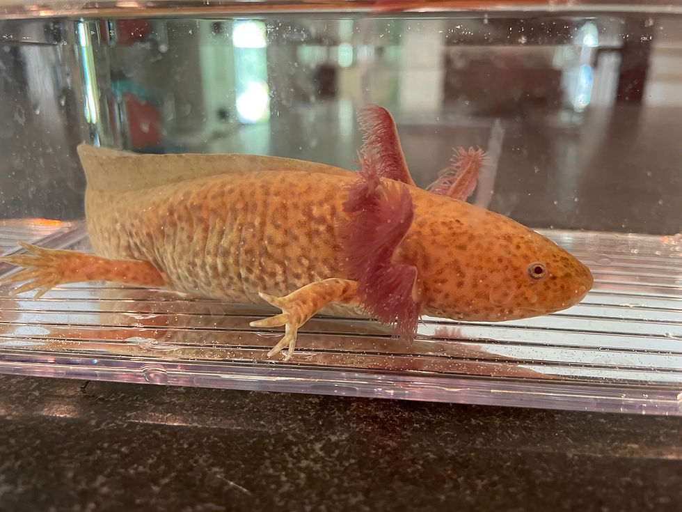 Thumbnail: "TJ Maxx" High Iridophore Copper Axolotl (Confirmed Male)