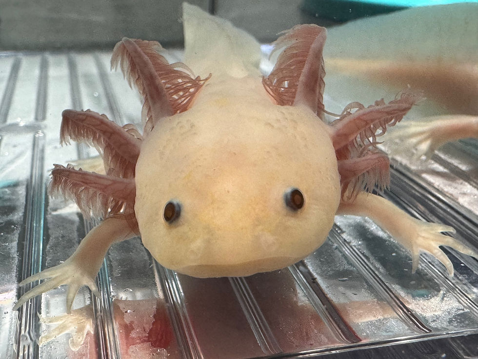 "Buckwheat" Light Hypomelanistic Melanoid Axolotl