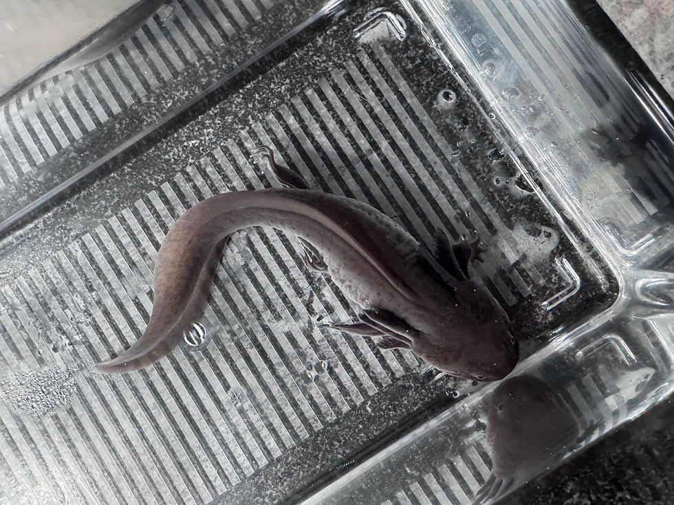 Thumbnail: "Sensational Strength" Melanoid Axolotl (Probable Female)
