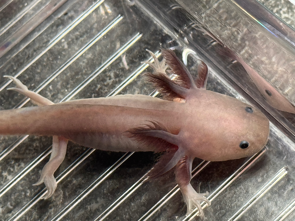 Thumbnail: "Silk Amino Bliss" RFP Hyomelanistic Melanoid Axolotl (Unsexed)
