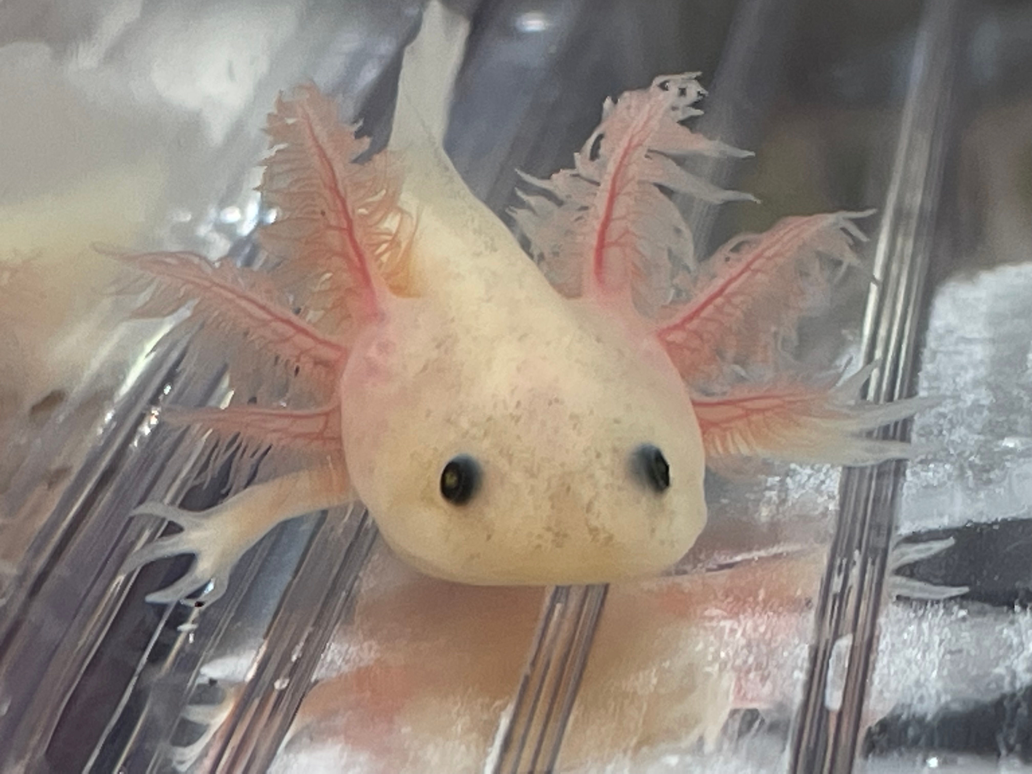 "Cruel Summer" GFP Leucistic Melanoid