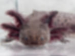 Thumbnail: "Glitz Grove" Wildtype Axolotl (DNA Confirmed Female)