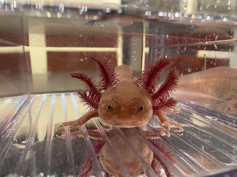 "Kohl" Copper Melanoid Axolotl (DNA Confirmed Male)